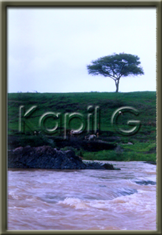 someshwar4-tree.jpg